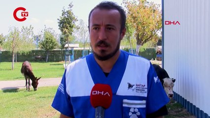 ÇANAKKALE YANGININDAN ETKİLENEN BOĞA, EMEKLİ HAYVANLAR ÇİFTLİĞİ'NDE