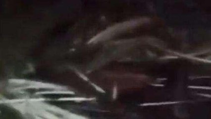 विदिशा: राष्ट्रीय पक्षी मोर के शिकार से मचा बवाल, ग्रामीणों ने लगाए गंभीर आरोप