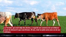 Un homme reconnaît s’être introduit dans une ferme pour avoir une relation sexuelle avec une vache !