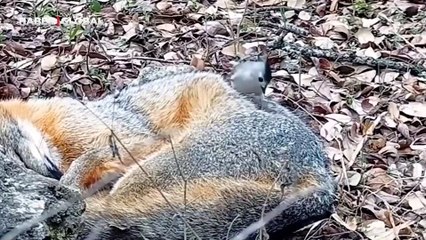 Tilkinin üzerine konan kuşun yaptıkları şoke etti: O anlar saniye saniye görüntülendi