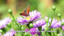 Interesting facts about butterflies