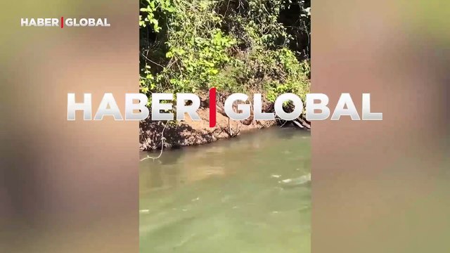 Nehir kenarında keyif yaparken görüntülenen devasa anakondanın boyutu ağızları açık bıraktı!