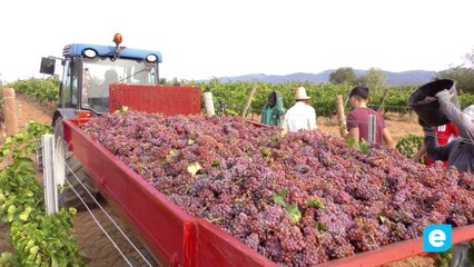 Previsió de verema de qualitat però amb menor producció a la DO Empordà