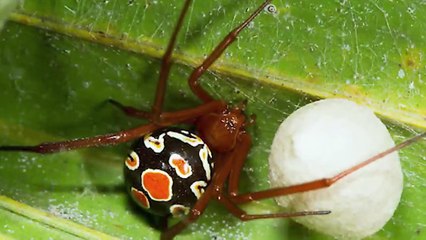 TOP 15 MOST Poisonous Spiders