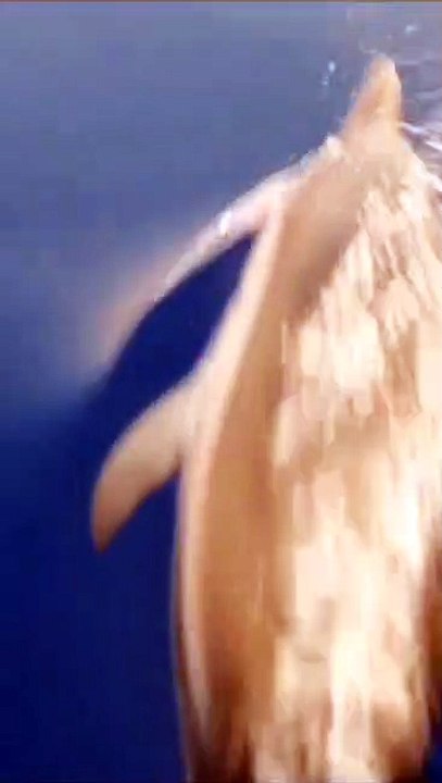 La danza dei delfini alle Eolie: il video dello spettacolo mozzafiato tra Alicudi a Vulcano