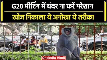 G20 Summit में बंदरों को डराने के लिए लगाए Langur के पोस्टर्स, देखिए वीडियो|वनइंडिया हिंदी | #Shorts