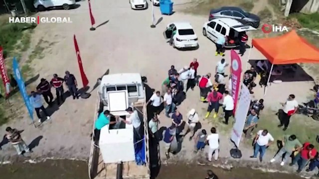 Hayalet ağları temizlenme çalışmaları devam ederken Sapanca Gölü'ne 100 bin sazan salındı