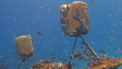 Reef guru stumbles upon a magnificent Coral Nursery during underwater adventure