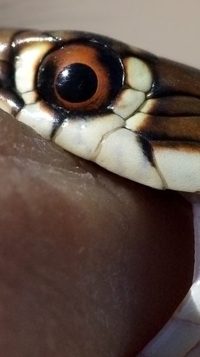 CAM - Les morsures de serpent sont plus fréquentes... à cause du réchauffement climatique