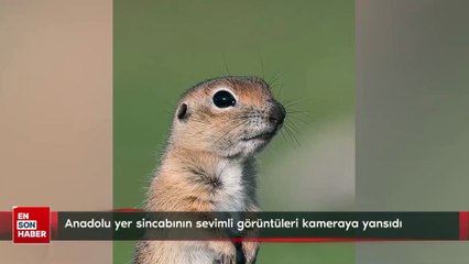 Anadolu yer sincabının sevimli görüntüleri kameraya yansıdı