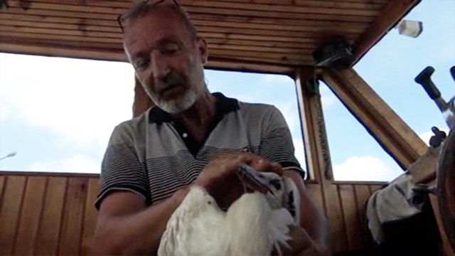 Bitkin halde bulduğu leylek, balıkçının yanından ayrılmıyor