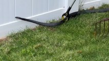 'Catch & Throw!' - Brave woman sends black snake flying out of neighbor's yard