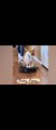 Funny animals - Funny cats and dogs -Funny animals videos trending Funny cats videos…