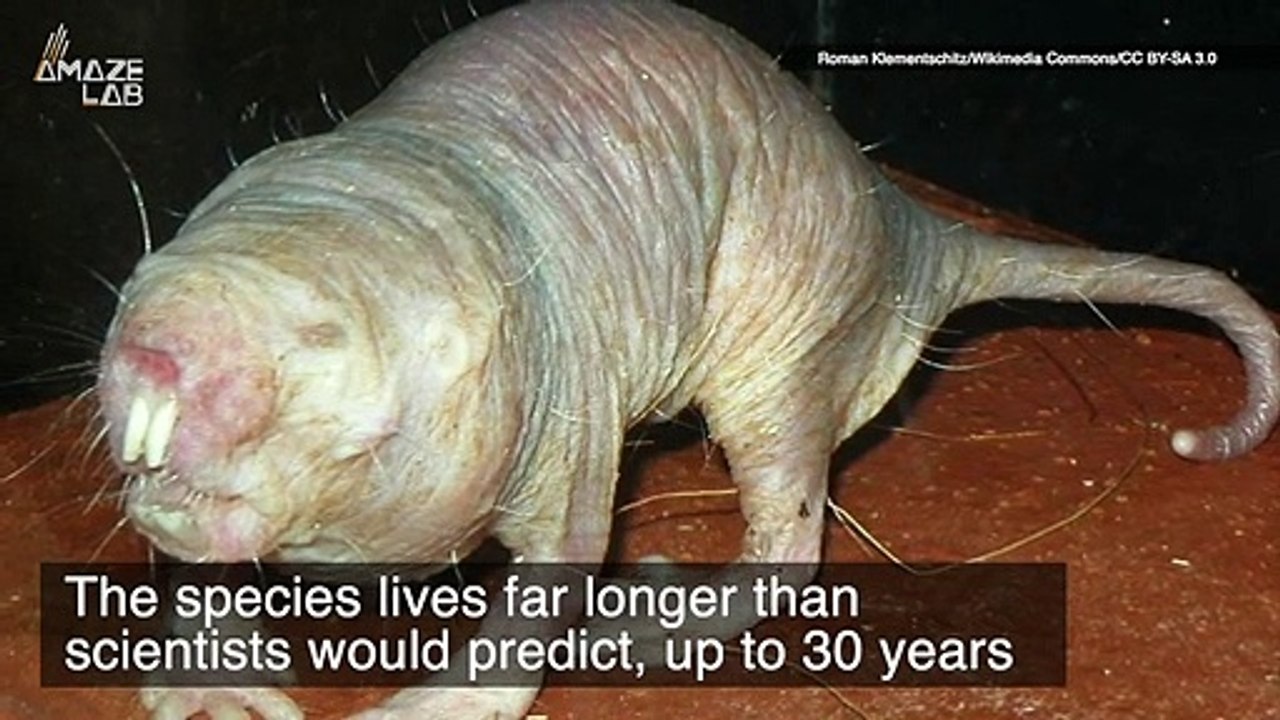 Naked Mole Rats Might Hold the Key to Living Longer, Healthier Lives