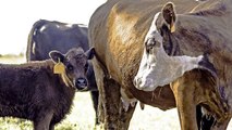 Hombre Se Declara Culpable De Mantener Relaciones Sexuales Con Una Vaca