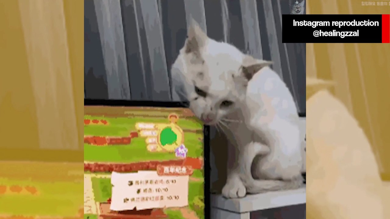 Vídeo hilário: gatos incontroláveis destroem patrimônio dos donos