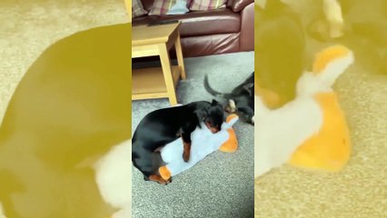Vídeo hilário: cãezinhos ficam extremamente excitados com bichos de pelúcia