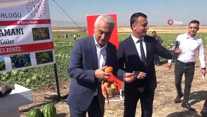 Muş'ta karpuz hasadından 1 milyar 200 milyon lira gelir bekleniyor
