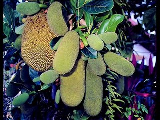 Mett la sauce    ZENES KREOL