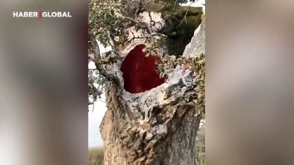 Başka hiçbir yere sıçramadan kendi içine yanan ağacı görüntüledi