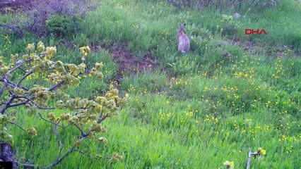 Animaux sauvages exposés avec des pièges photo à Bingöl