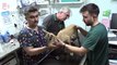 Mersin'de tedavisi tamamlanan dağ keçisi yavrusu doğal ortamına bırakıldı