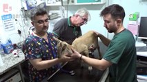 Mersin'de tedavisi tamamlanan dağ keçisi yavrusu doğal ortamına bırakıldı