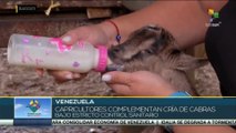 Venezuela en movimiento: Capricultores de Guarenas fomentan la producción familiar