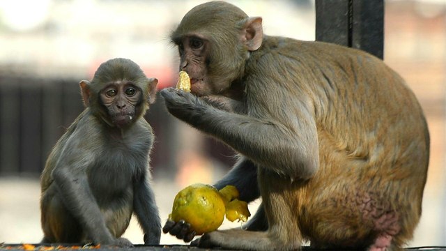 Vor G20-Gipfel: Indische Behörden rücken Makaken zu Leibe