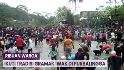 Ribuan Warga Terjun ke Sungai Ikuti Tradisi Gramak Iwak di Purbalingga