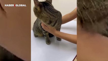 Veterinere gelince korkudan saklanan bir kedi güldürdü
