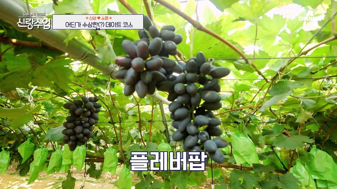 [#신랑수업] 여자친구가 생긴다면 꼭 데리고 오고 싶었던 그곳? 비닐하우스를 보고 깜...