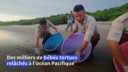 Des tortues menacées d'extinction relâchées sur une plage du Nicaragua