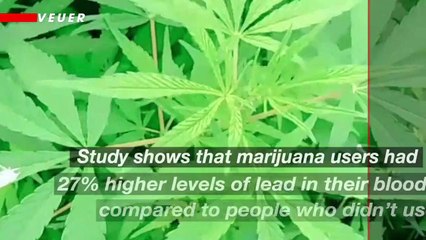 Marijuana Users Have Higher Levels Of Toxic Metals In Their Blood