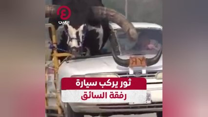 ثور يركب سيارة رفقة السائق