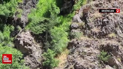 Munzur Dağlarında dağ keçileri görüntülendi