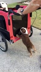 Adorable Bulldog Puppy Eager to Assist with Stroller Pushing!   PETASTIC