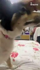 Adorable Sheepdog Demands Head Scratches!   PETASTIC