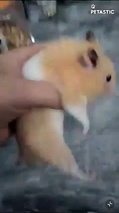 Cute hamster Whose Cheek Twinkles   PETASTIC