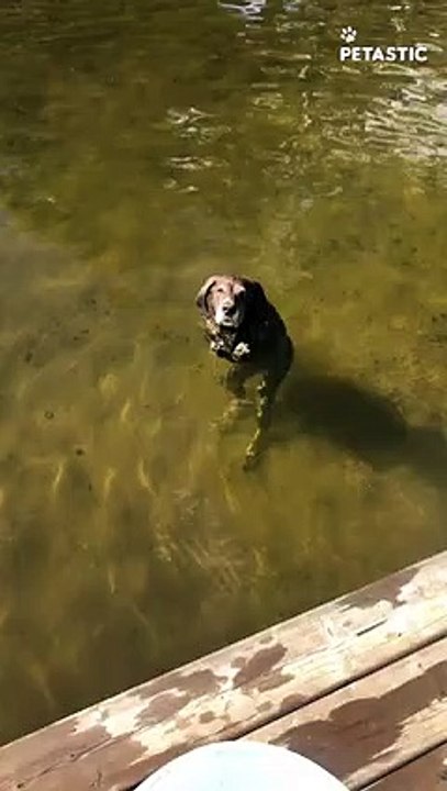 Otto the Swimming Dog Loves Chasing Rocks    PETASTIC