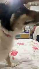 Sheepdog Doesn't Want Owner To Stop Scratching    PETASTIC