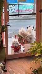 Animals That Are Just Too Hilarious for Words   PETASTIC