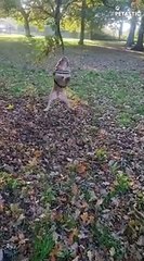 Hilarious Puppies Being Goofy Try Not To Laugh   PETASTIC