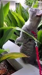 Cats Being Goofy-Super Hard But Try Not To Laugh   PETASTIC