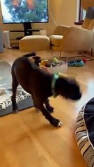 Hilarious Pet Fails That Will Make Your Day   PETASTIC