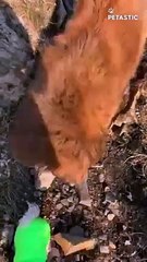 You Just CAN'T BE BORED Watching These Cute Funny PETS   PETASTIC