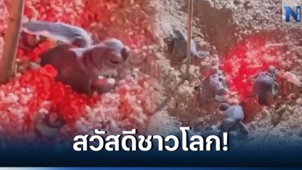 เฮ! เปิดวินาที ลูกเต่าแม่ทองดี กว่า 40 ตัว ฟักออกจากไข่ลงสู่ทะเล (มีคลิป)