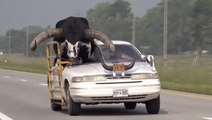 Bull rides shotgun in car down Nebraska highway