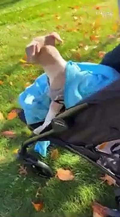 humans and animals love each other   PETASTIC