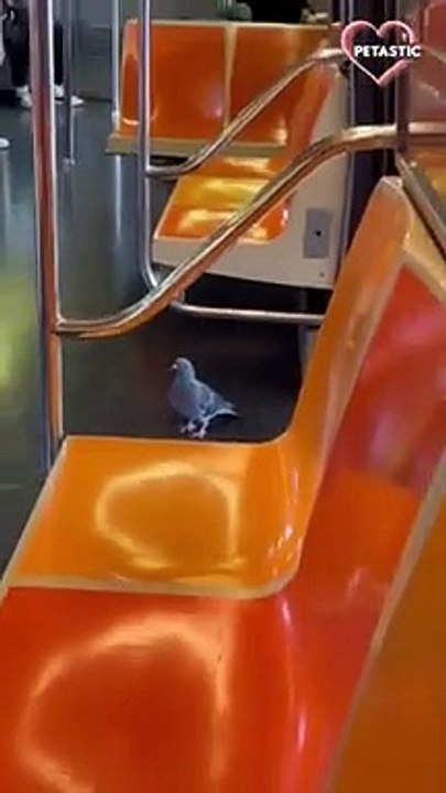 Funny BIRDS will make you LAUGH YOUR HEAD OFF   PETASTIC
